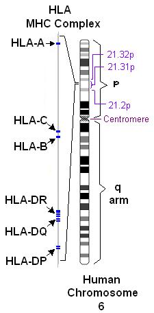 Hla Gene