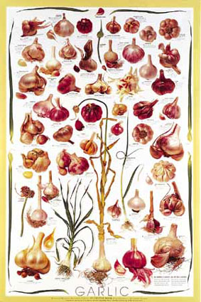 Allium Species