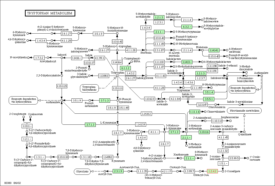 dna metabolism