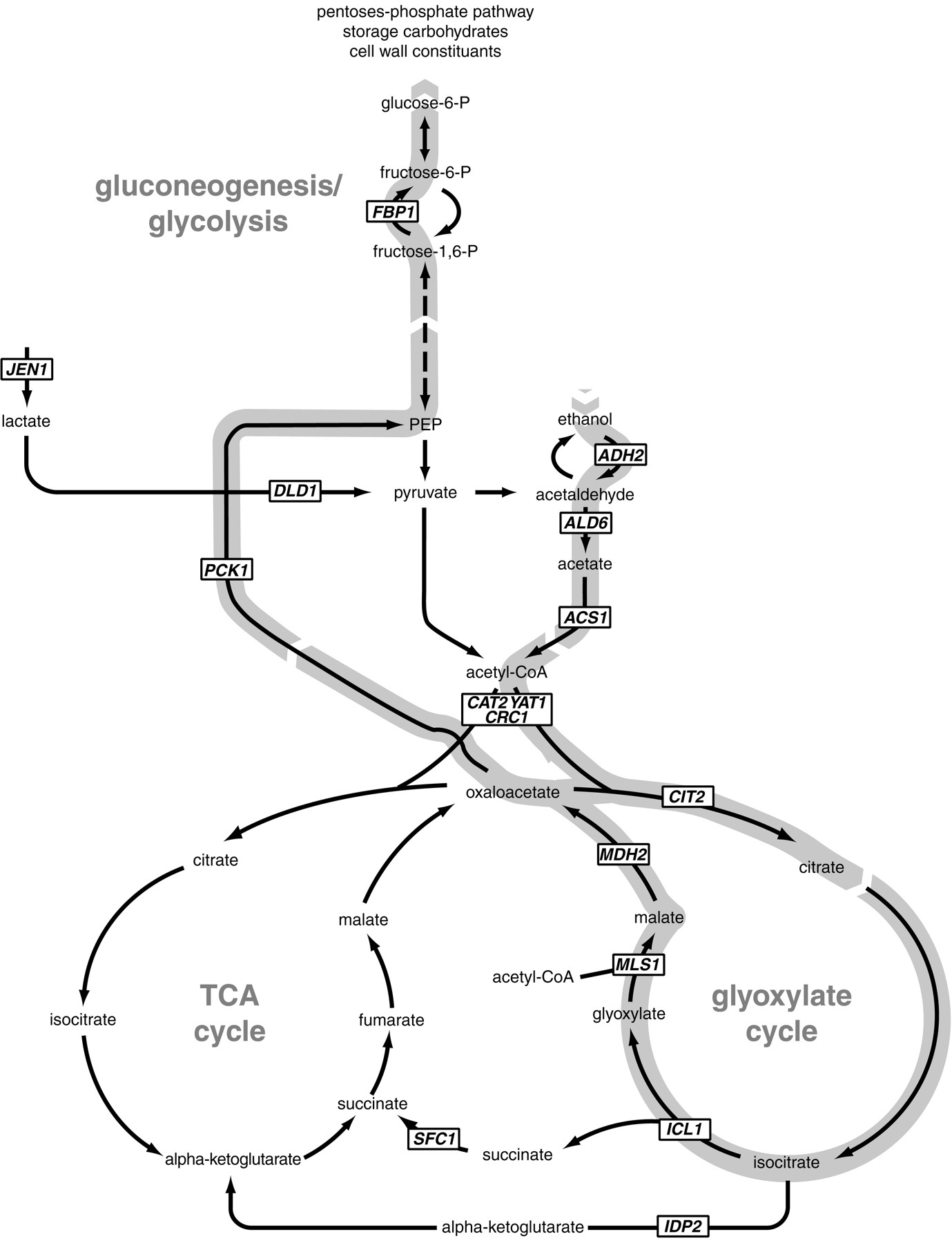 gluconeogenesis process