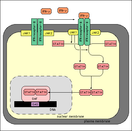 Gamma Interferon