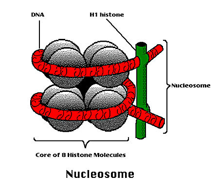 Chromosomes Condensing