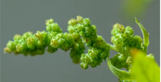 Quinoa plant