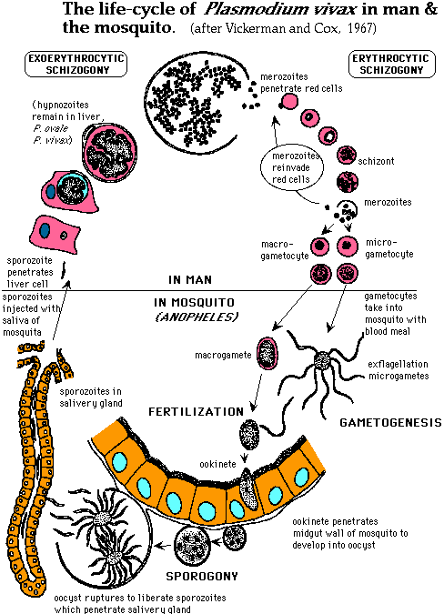 plasmodium malariae life cycle