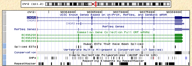 Human Genome Browser - CNGA3