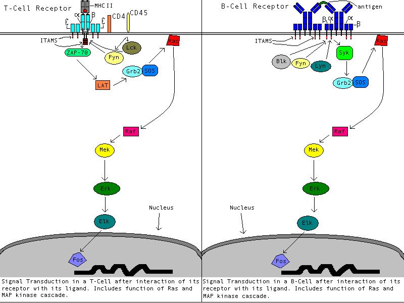 G Protein Ras