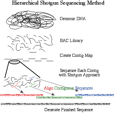 human dna sequence example