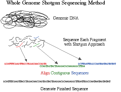 human dna sequence example