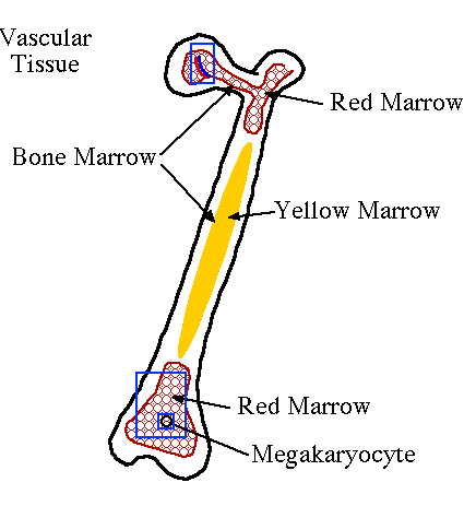 Cartoon of Long bone with Hyperlinked Red Marrow