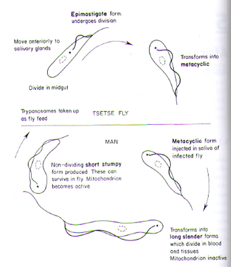trypanosoma brucei life cycle