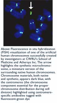 artificial chromosome