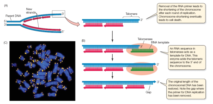 Telomerase function in dna replication