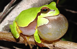 Pine Barrens Treefrog - North Carolina