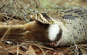 What Do Eastern Diamondback Rattlesnakes Eat?