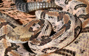 Timber Rattlesnake - North Carolina