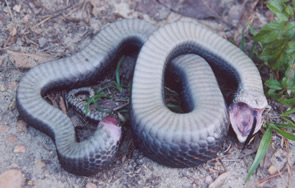 Eastern Hognose Snake, Eastern Hognose Snake playing dead. …