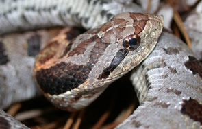 Eastern Hognose Snake - North Carolina