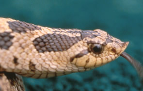 southern hognose snake range