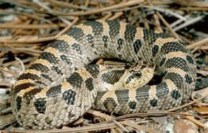 Eastern Hognose Snake - North Carolina