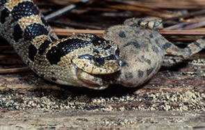 southern hognose snake range