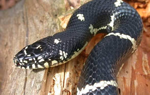 Eastern King Snake Frutex Anguis Annulatus from The natural history of  Carolina, Florida, and the Adult Pull-Over Hoodie by Shop Ability - Pixels