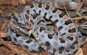 Pigmy Rattlesnake - North Carolina