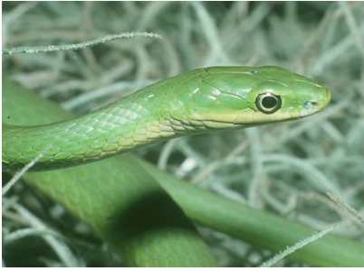 Green Snake - Opheodrys aestivus