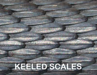 Keeled Scales