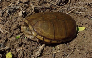 Eastern Mud Turtle - North Carolina