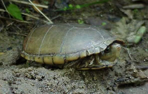 Eastern Mud Turtle - North Carolina