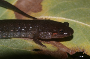 southern dusky salamander