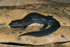 southern dusky salamander