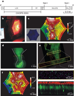 Figure 1 : rAAV2/5 vector produced functional L-opsin in primate 
retina. Unfortunately we are unable to provide accessible alternative 
text for this. If you require assistance to access this image, or to 
obtain a text description, please contact npg@nature.com