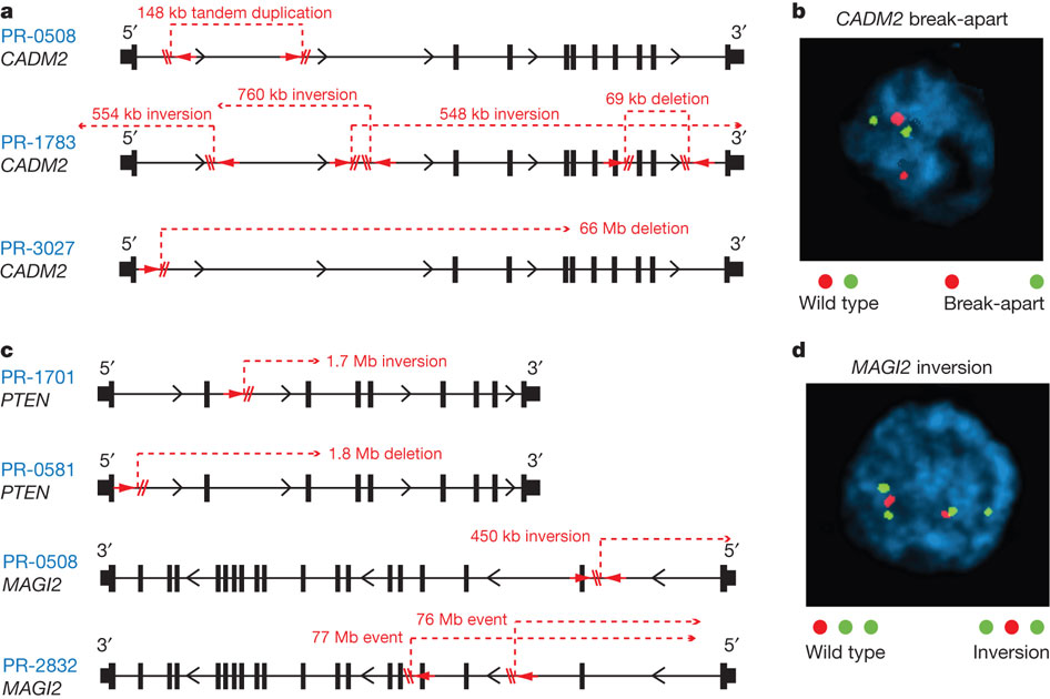  Figure 4: Disruption of CADM2 and the PTEN pathway by rearrangements.