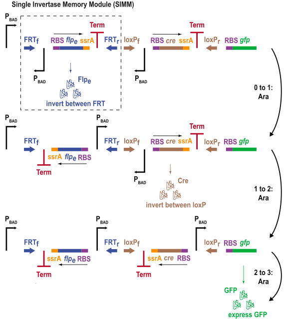 figure3a