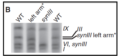 Fig3B