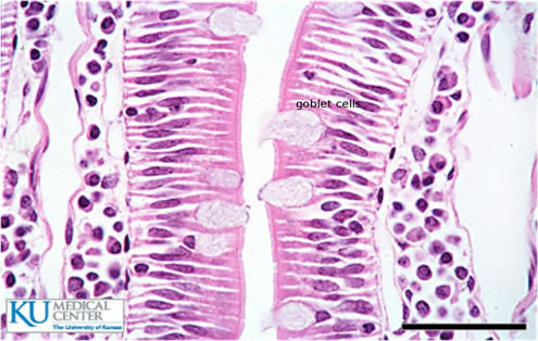 glandular epithelial tissue