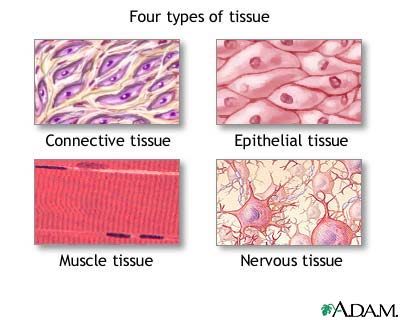 types of epithelial cells