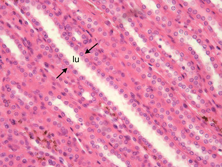 epithelial tissue under microscope