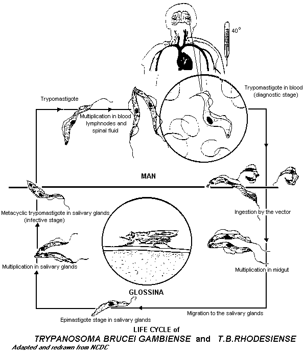 life cycle of trypanosoma diagram