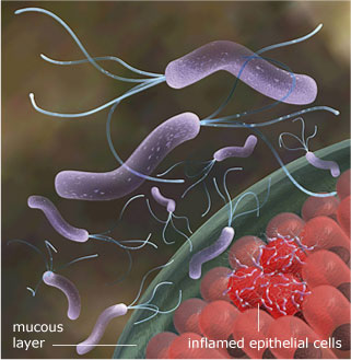 Helicobacter pylori Life Cycle